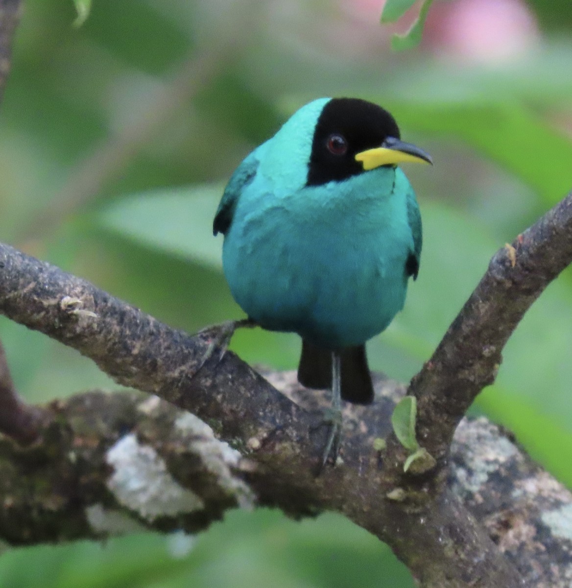 Green Honeycreeper - ML646914423