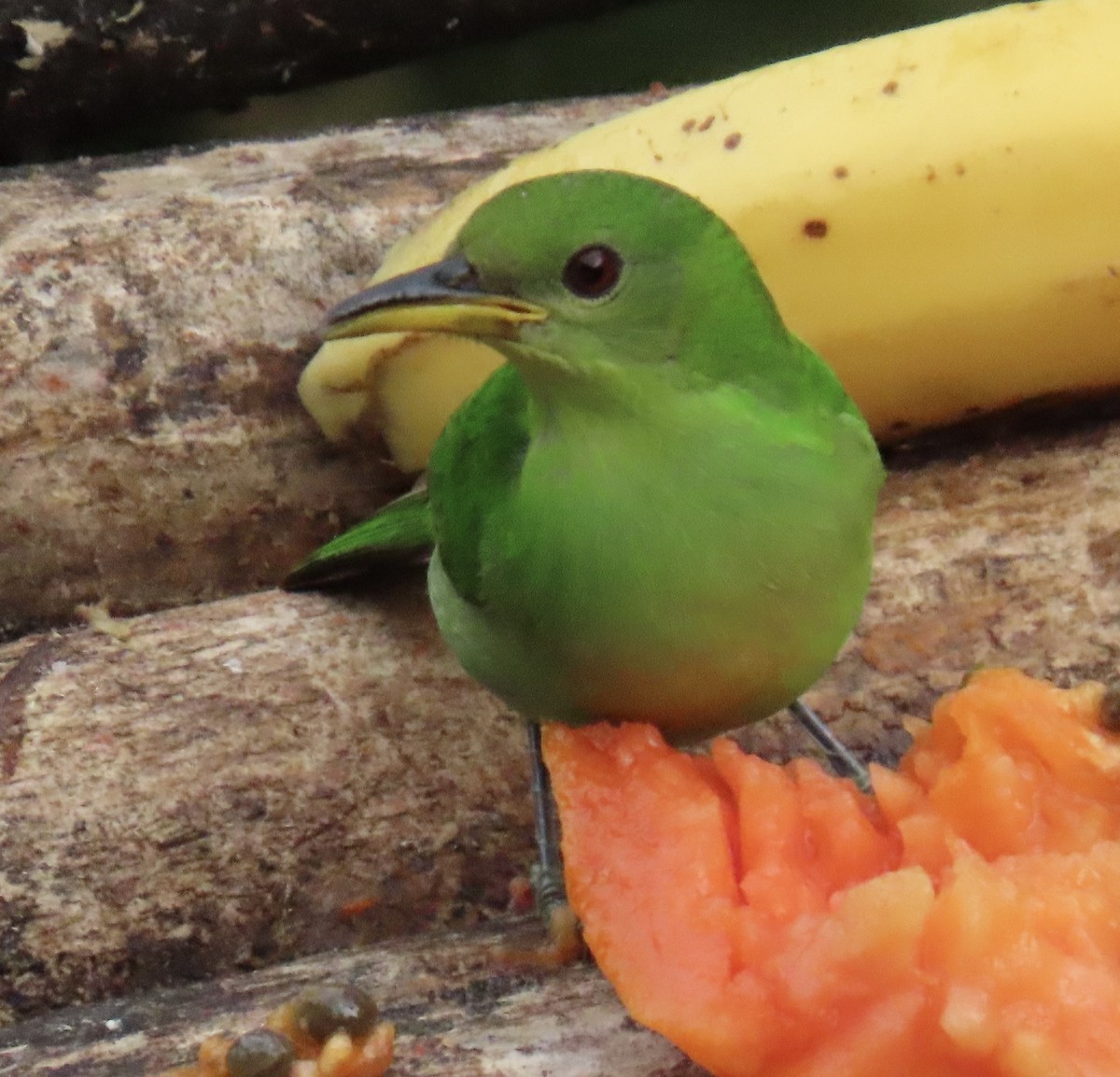 Green Honeycreeper - ML646914424