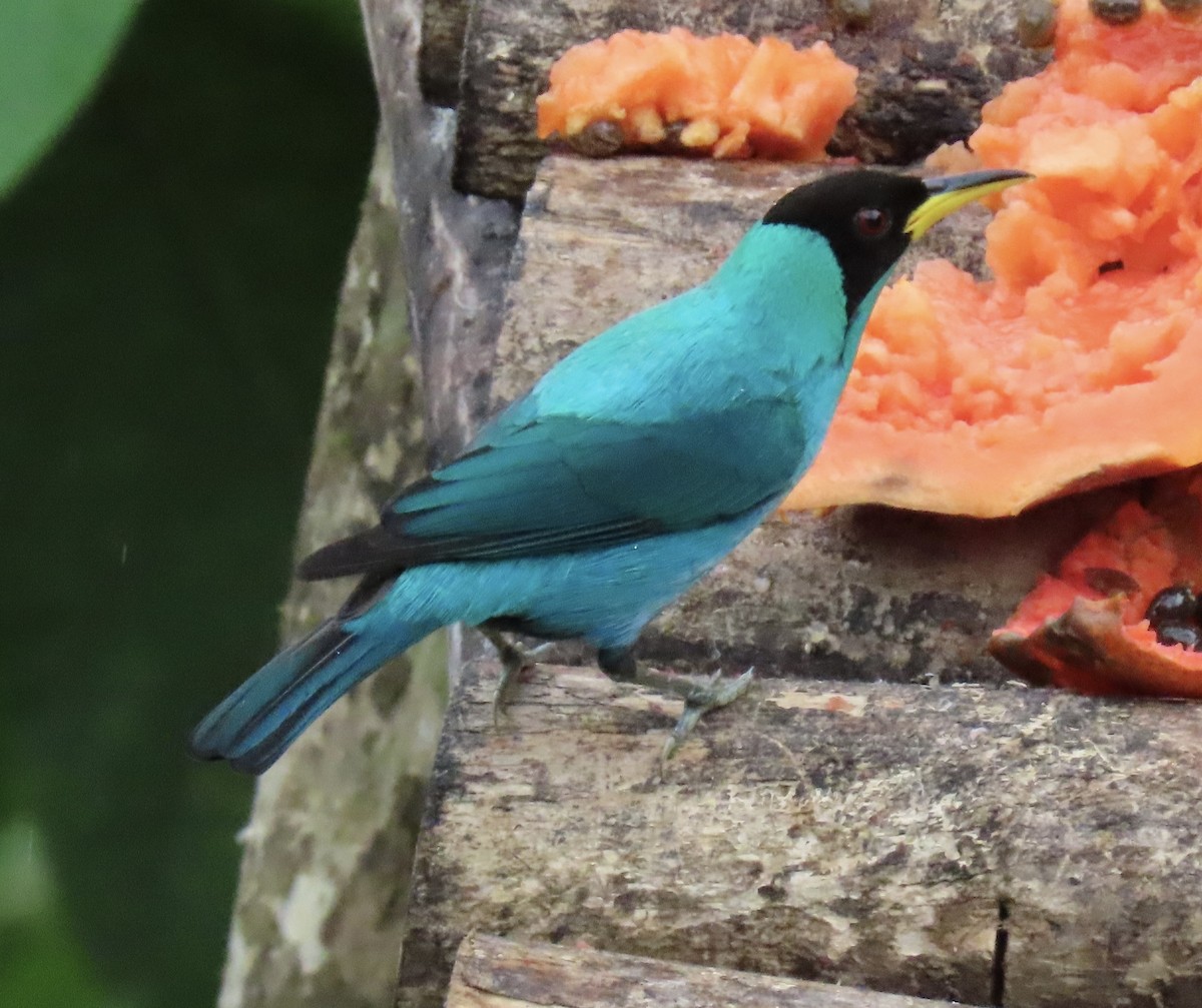 Green Honeycreeper - ML646914425