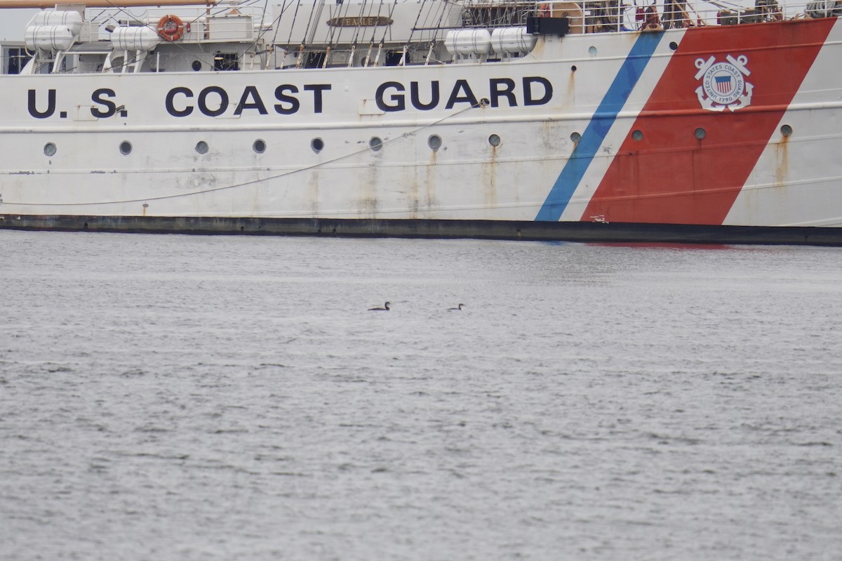 Colimbo Grande - ML646914426