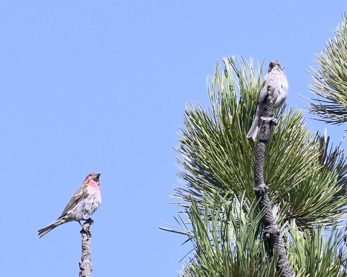 rødkronerosenfink - ML646914428