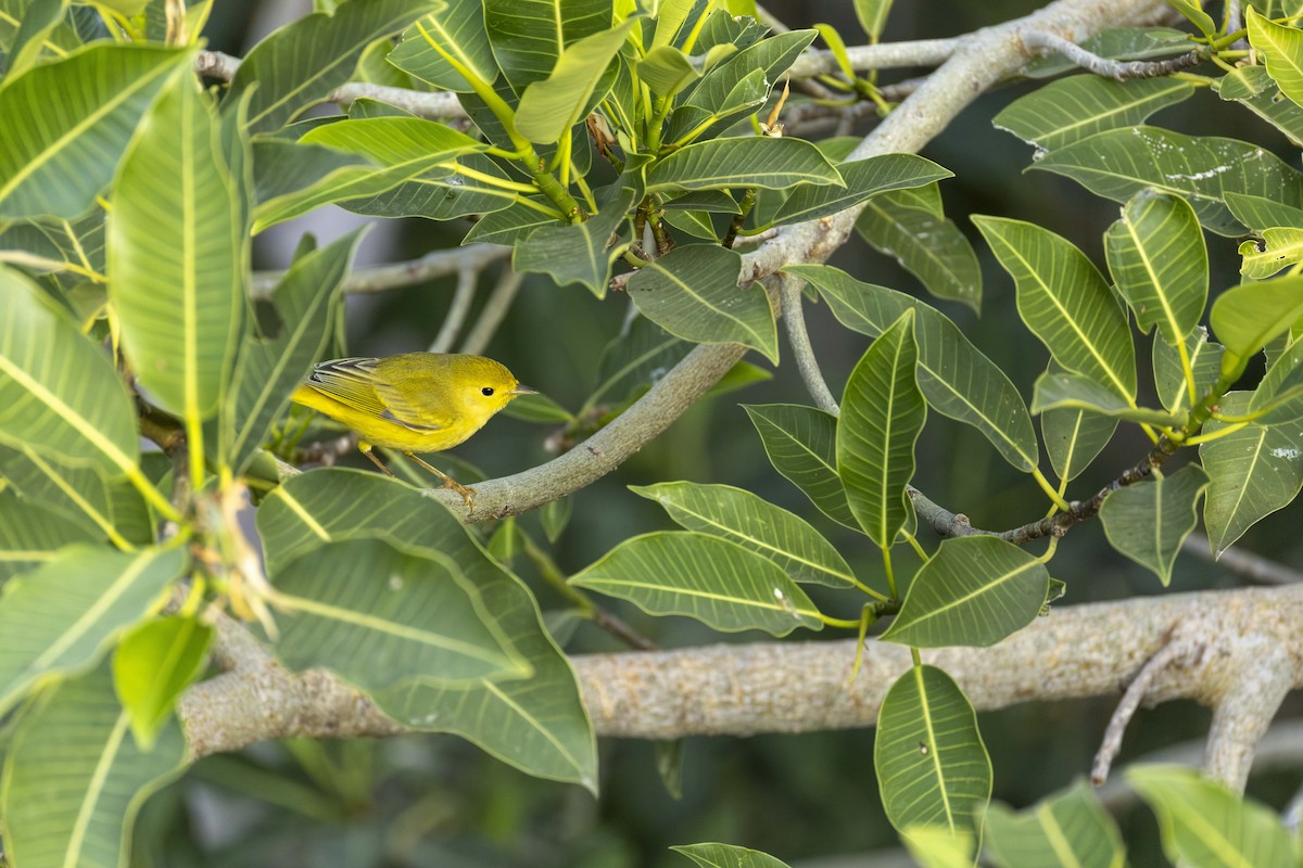 Пісняр-лісовик жовтий північний - ML646914430