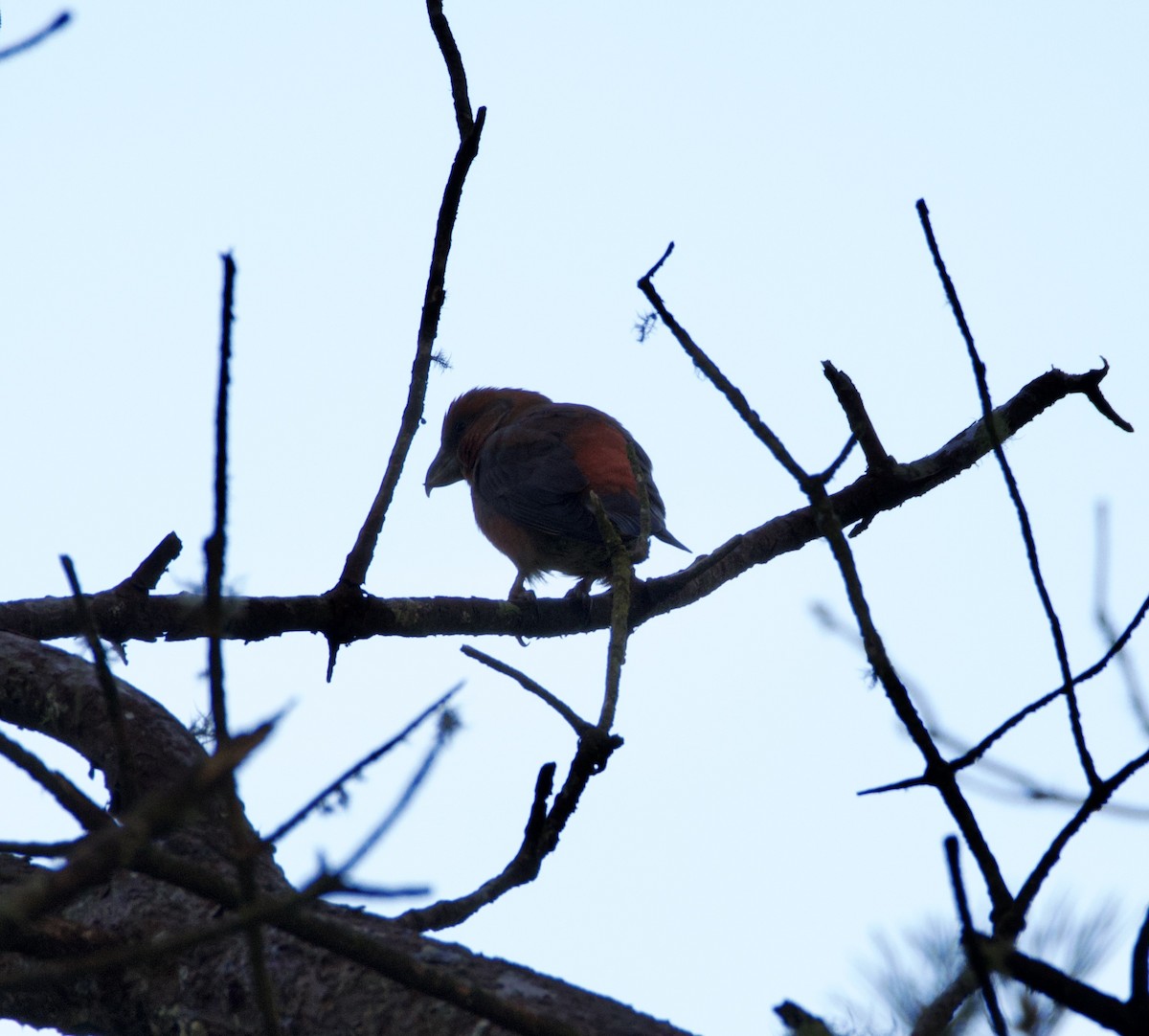 Red Crossbill - ML646914441