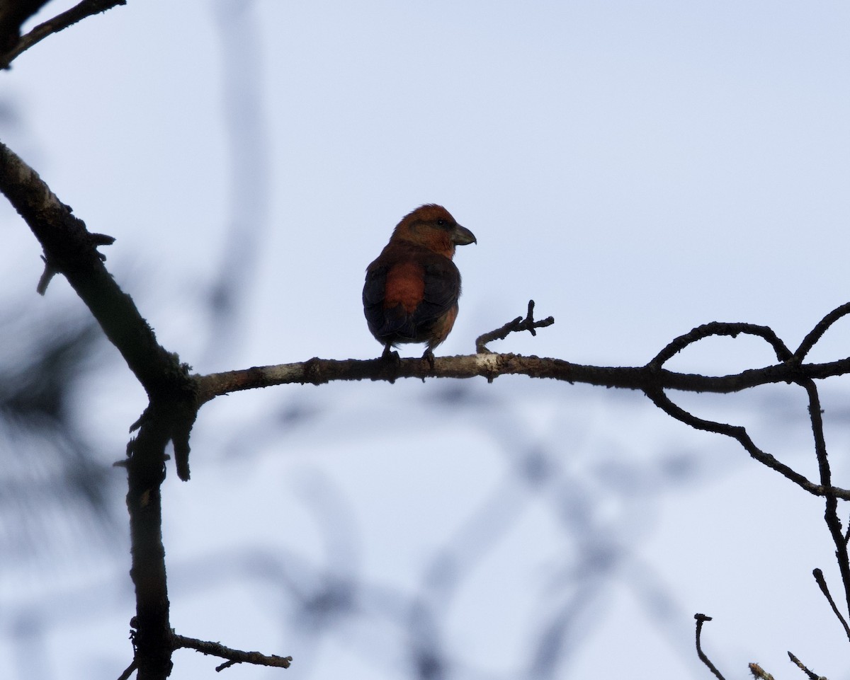 Red Crossbill - ML646914442