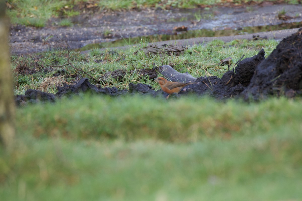 Red Crossbill - ML646914443