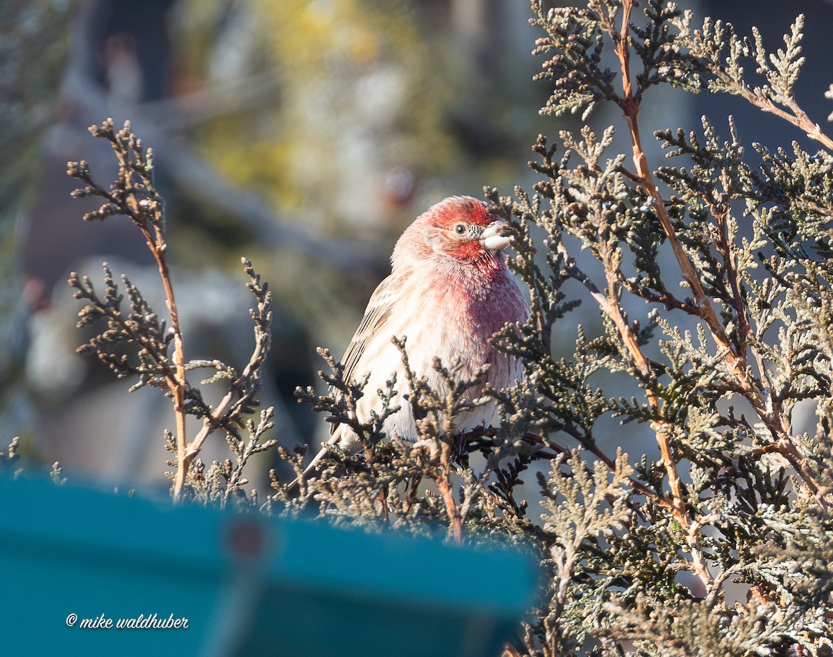 House Finch - ML646914445