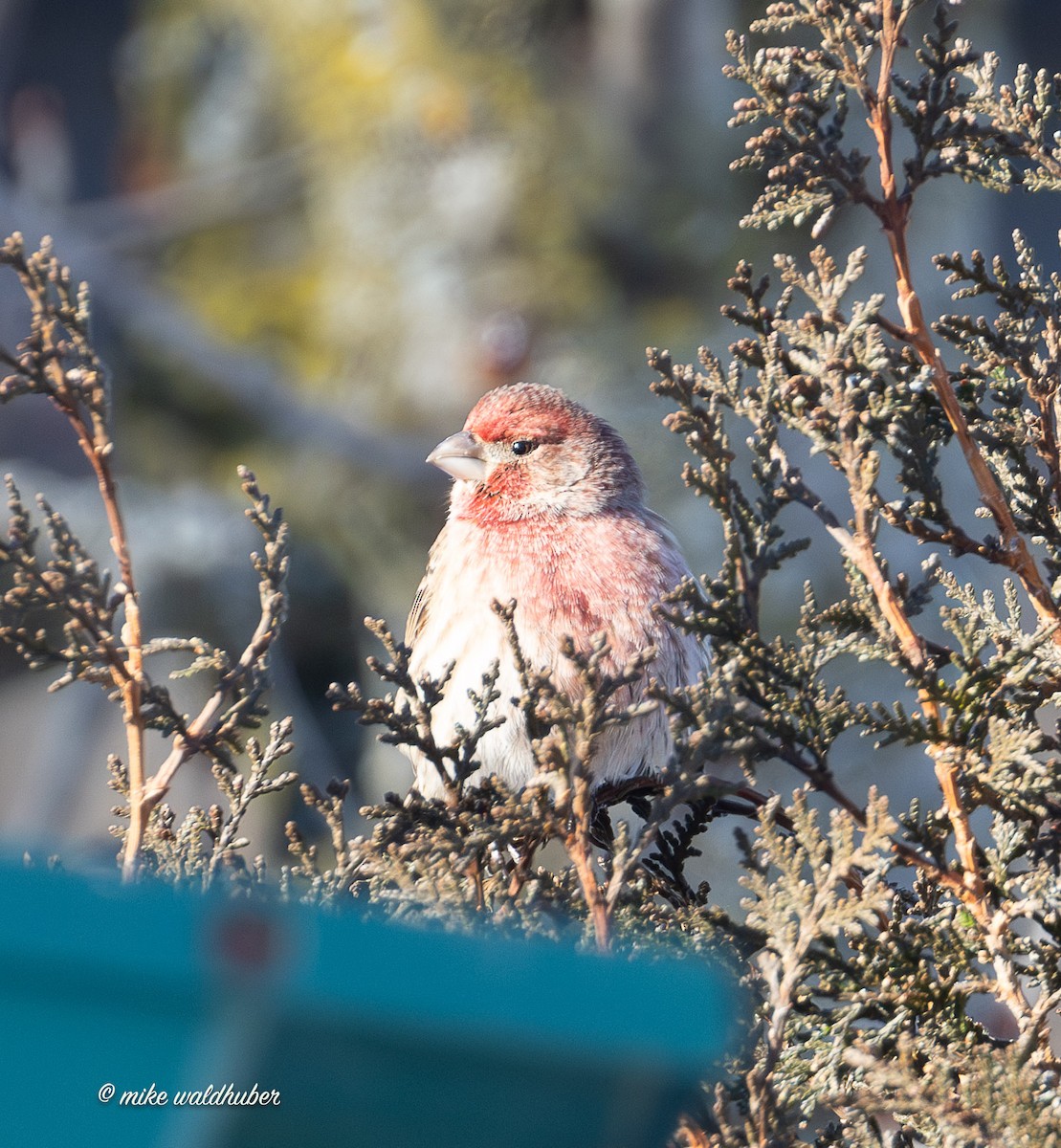 House Finch - ML646914446