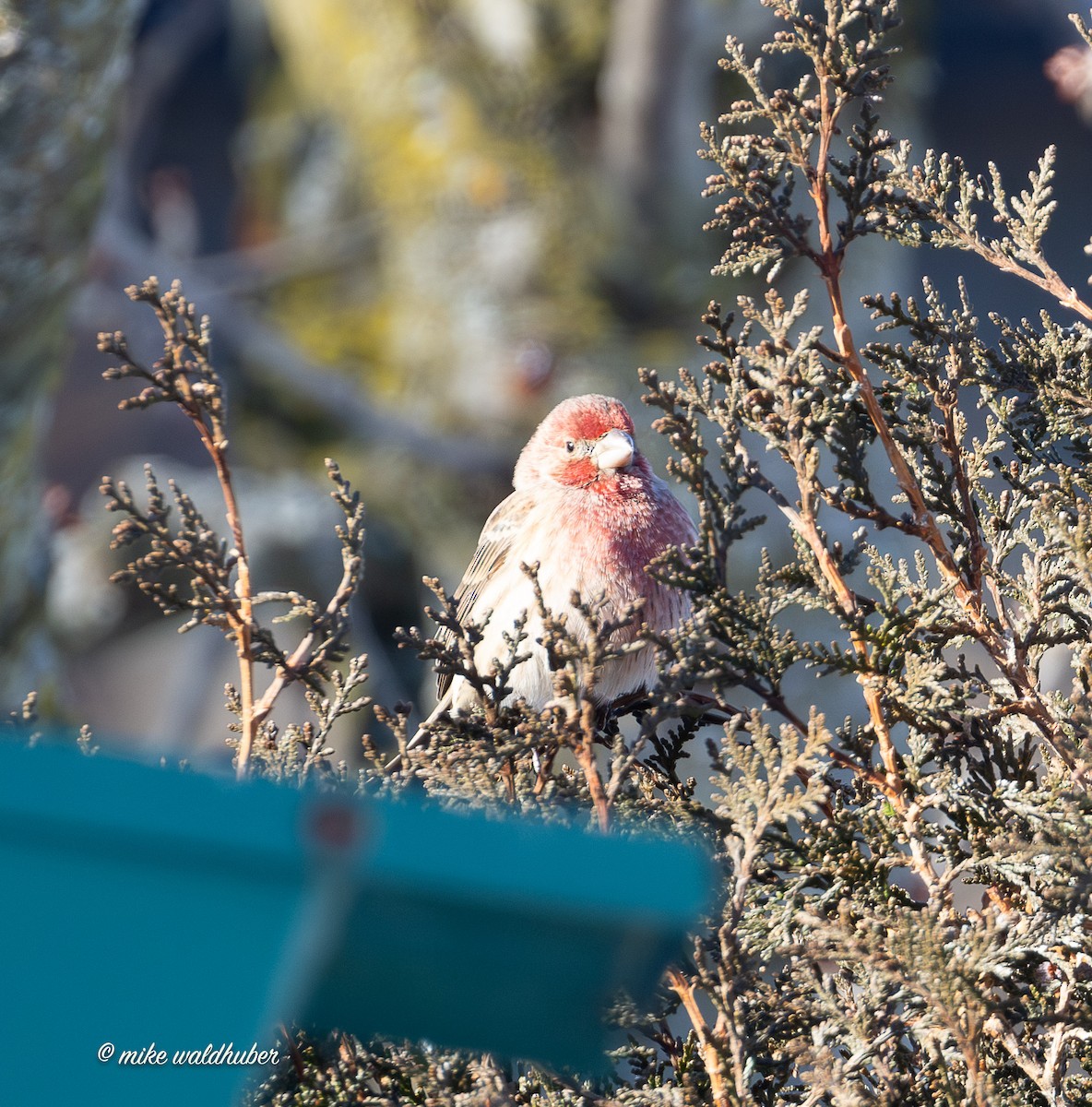 House Finch - ML646914447