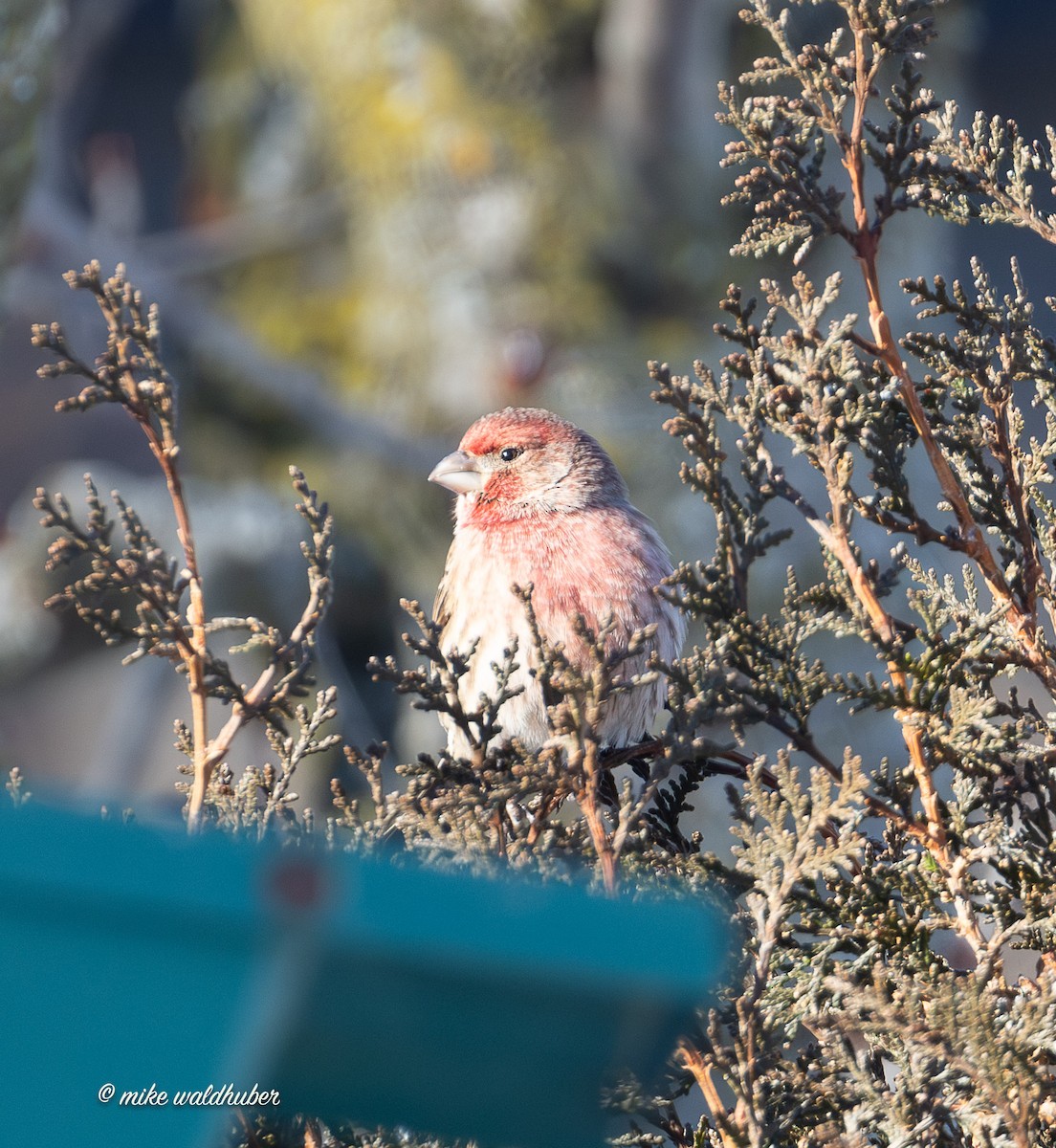 House Finch - ML646914448