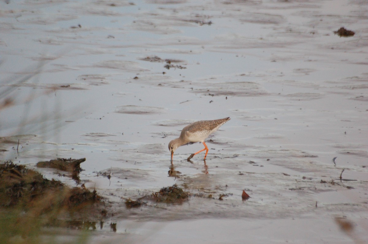 Spotted Redshank - ML646914451