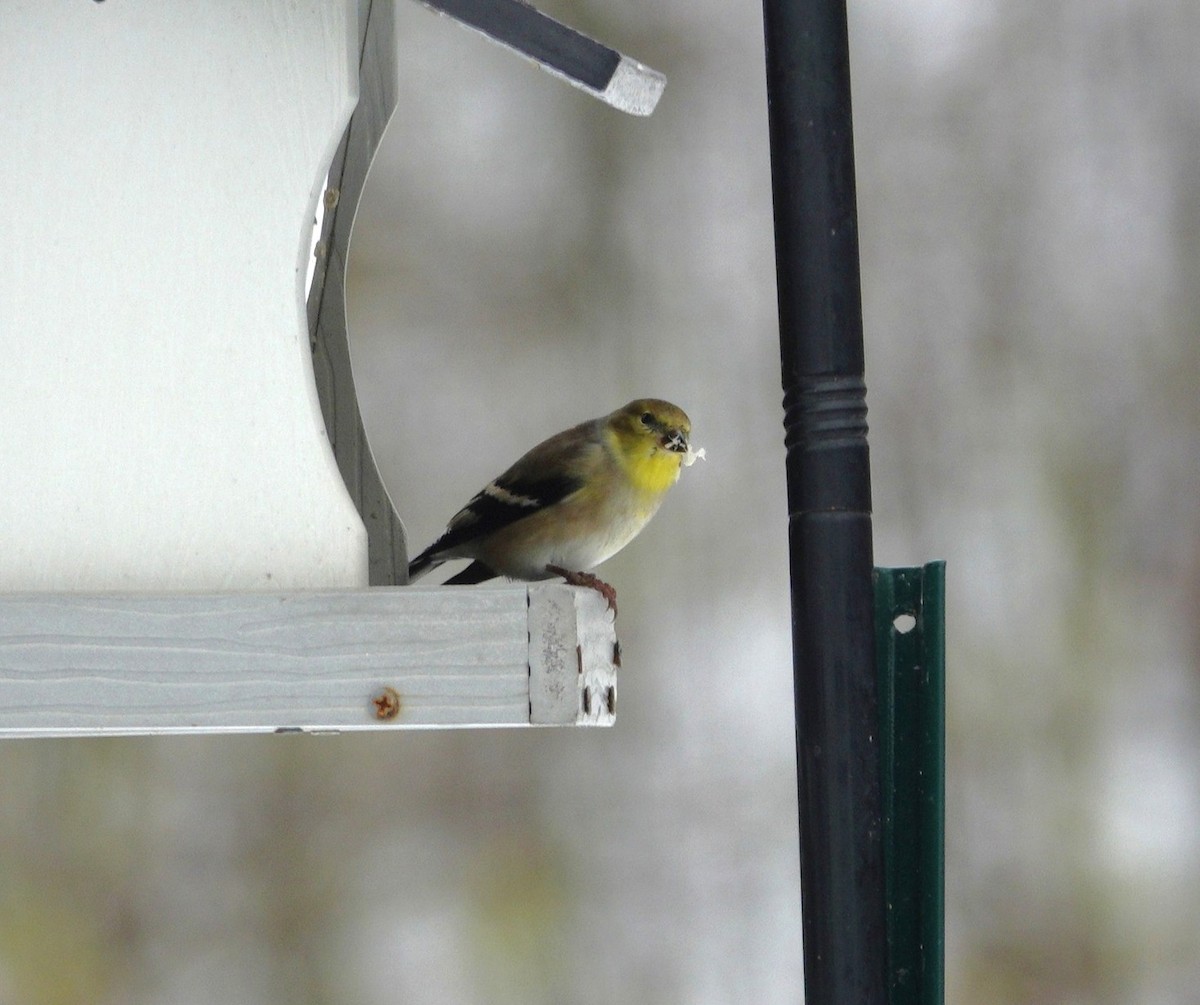 gulstillits - ML646914453