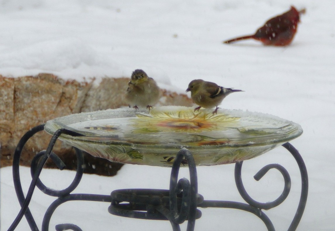 gulstillits - ML646914454