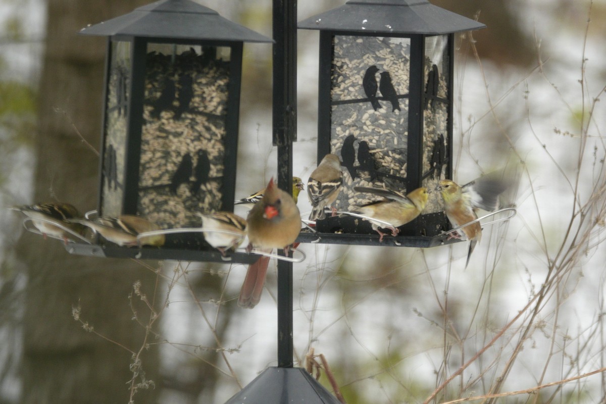 gulstillits - ML646914455