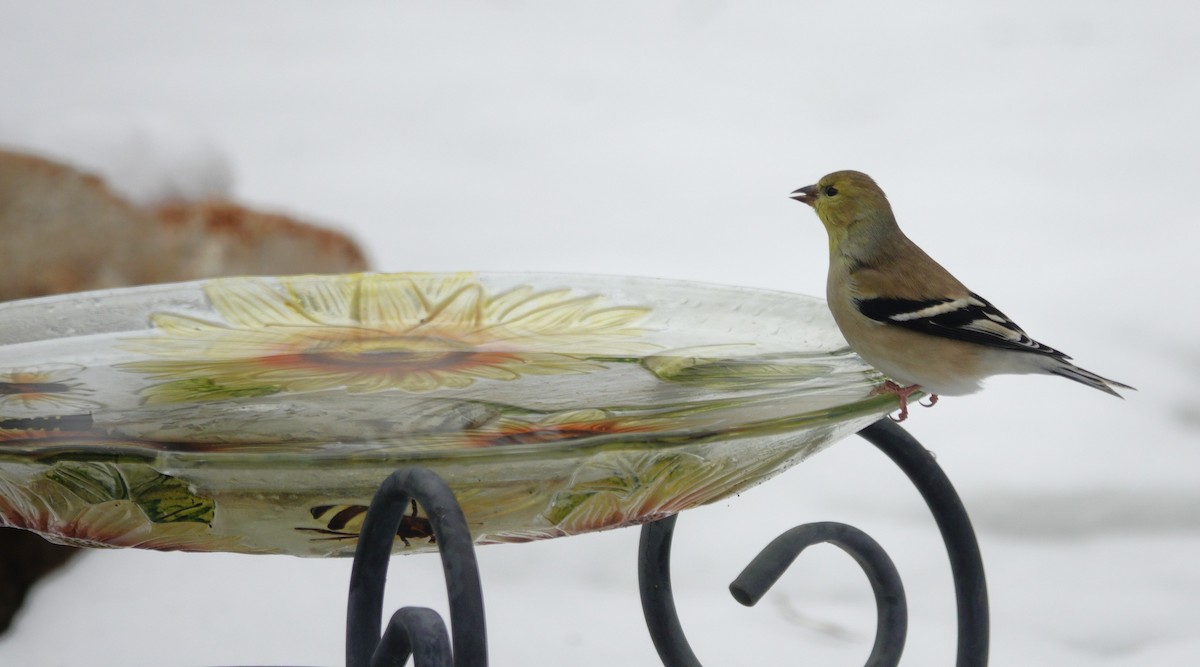 American Goldfinch - ML646914456