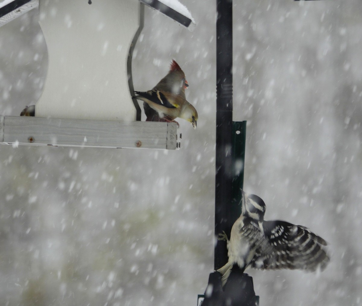 gulstillits - ML646914457