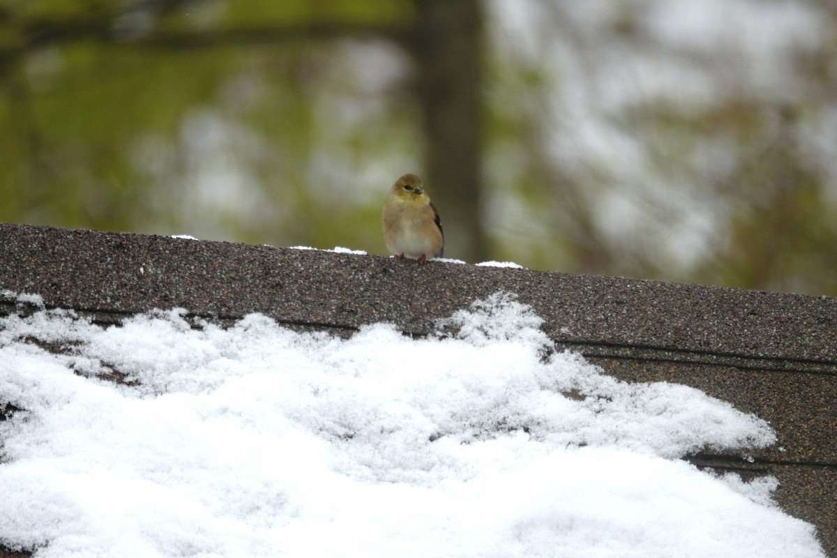 gulstillits - ML646914458