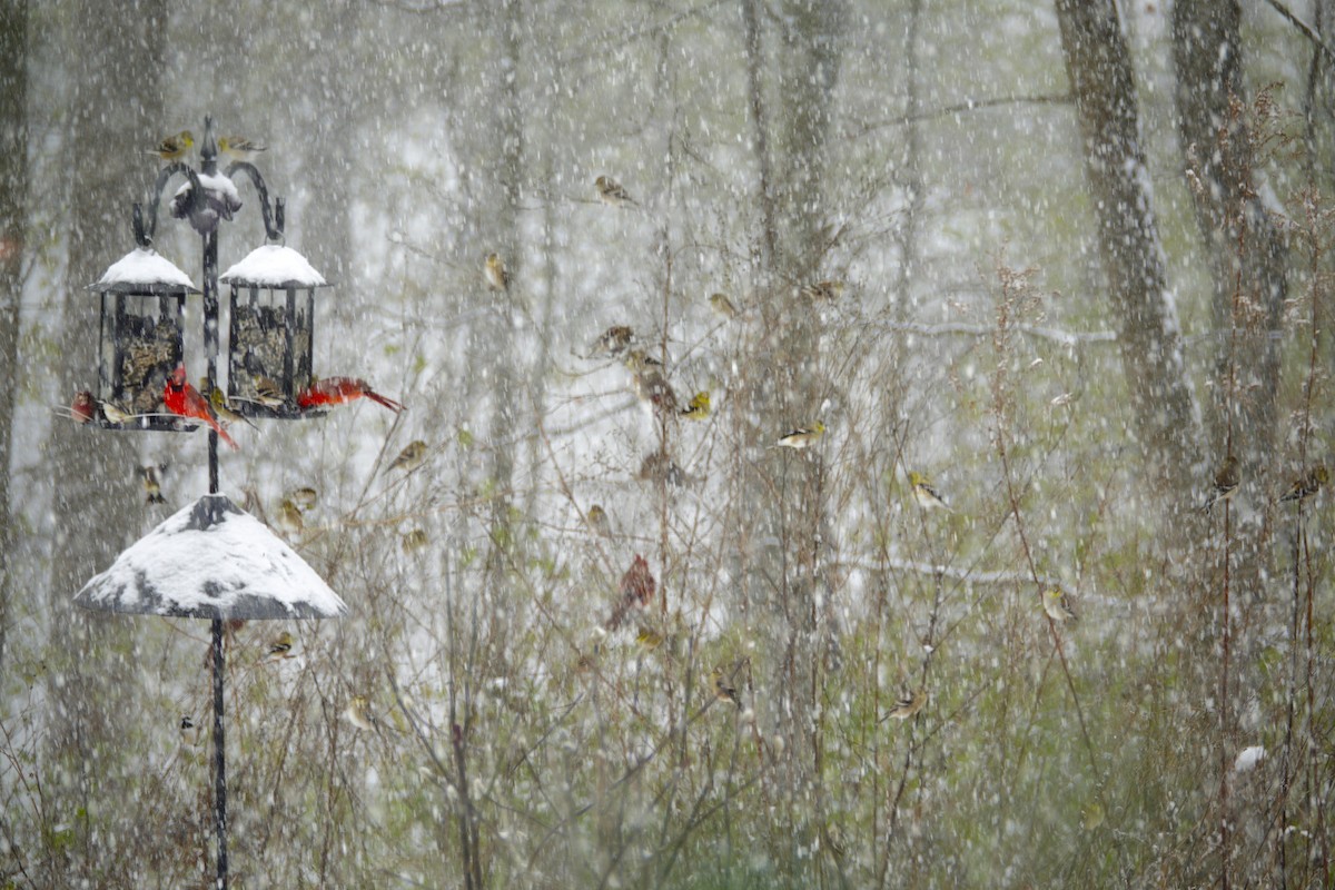 gulstillits - ML646914459