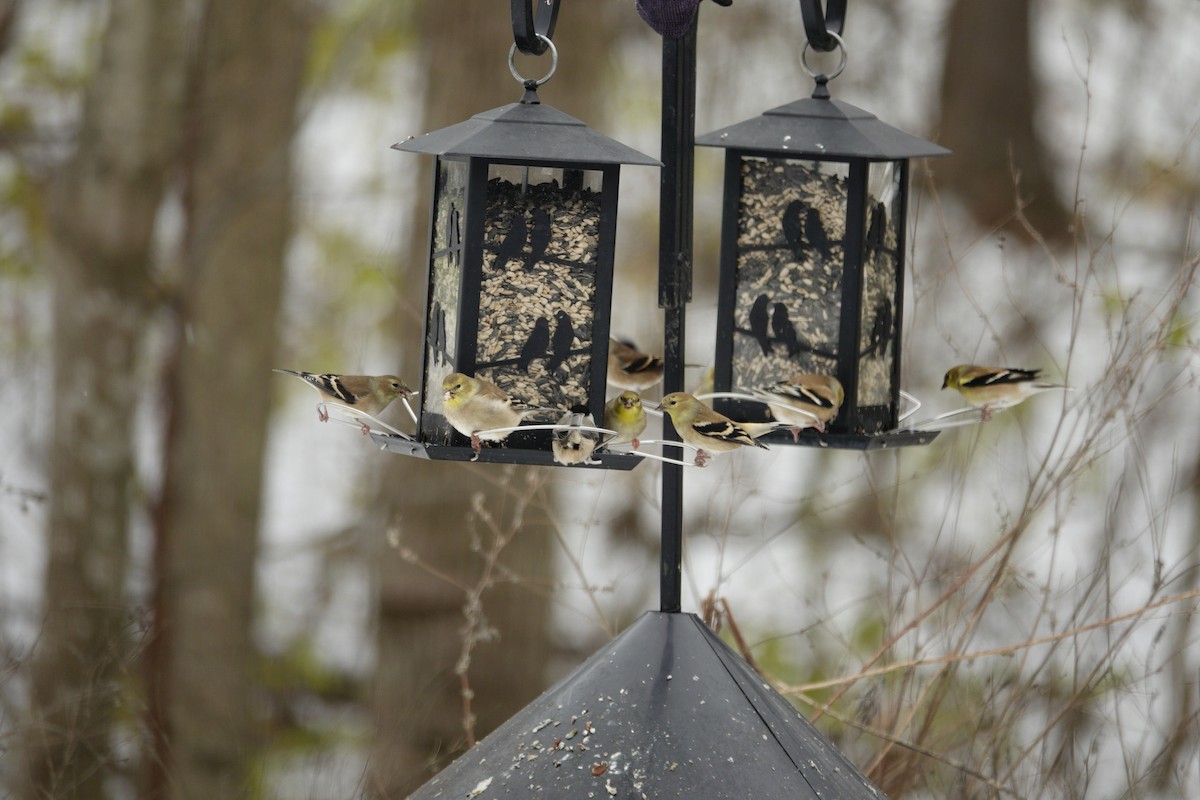 American Goldfinch - ML646914460