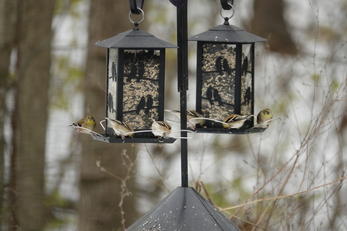 American Goldfinch - ML646914461