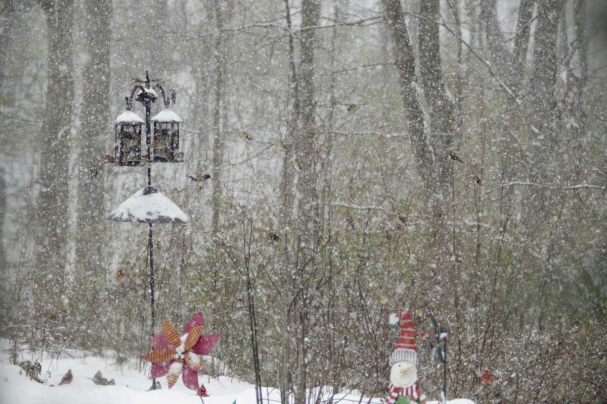 American Goldfinch - ML646914462