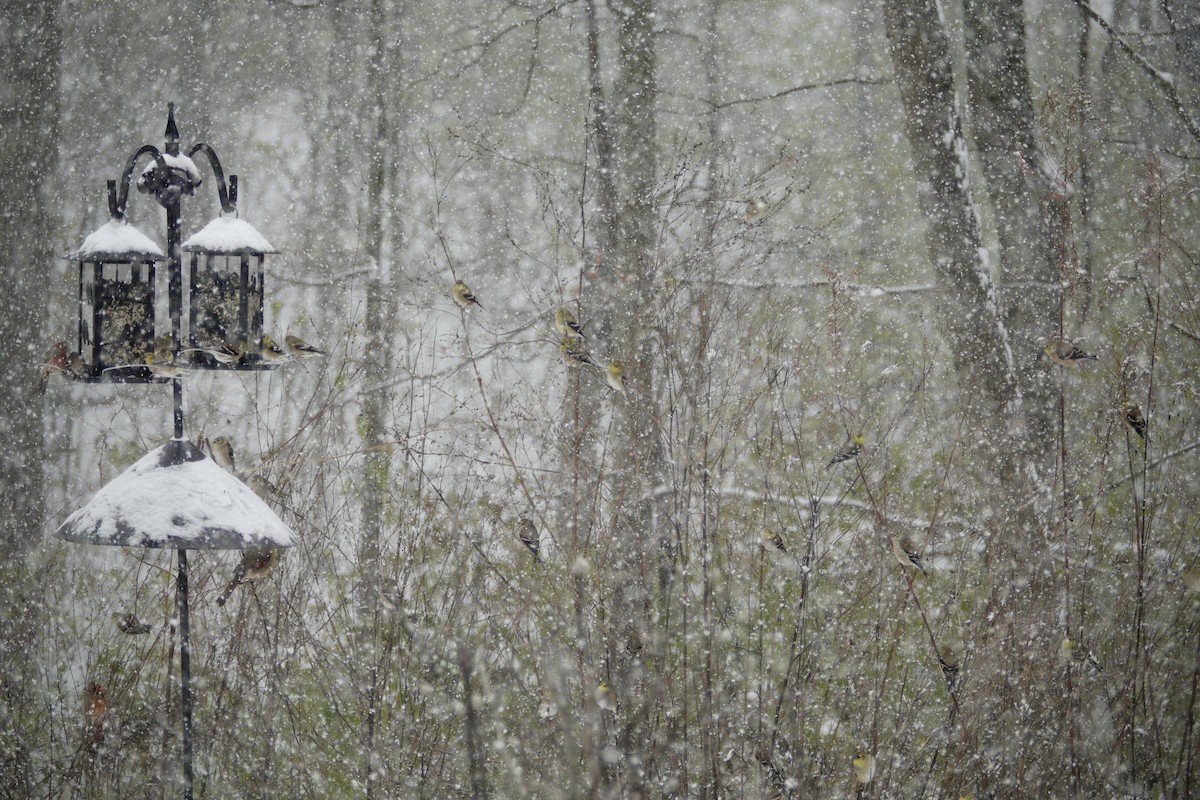 American Goldfinch - ML646914463