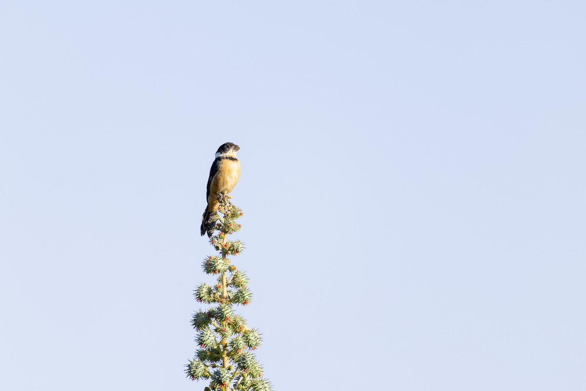 Cinnamon-rumped Seedeater - ML646914464