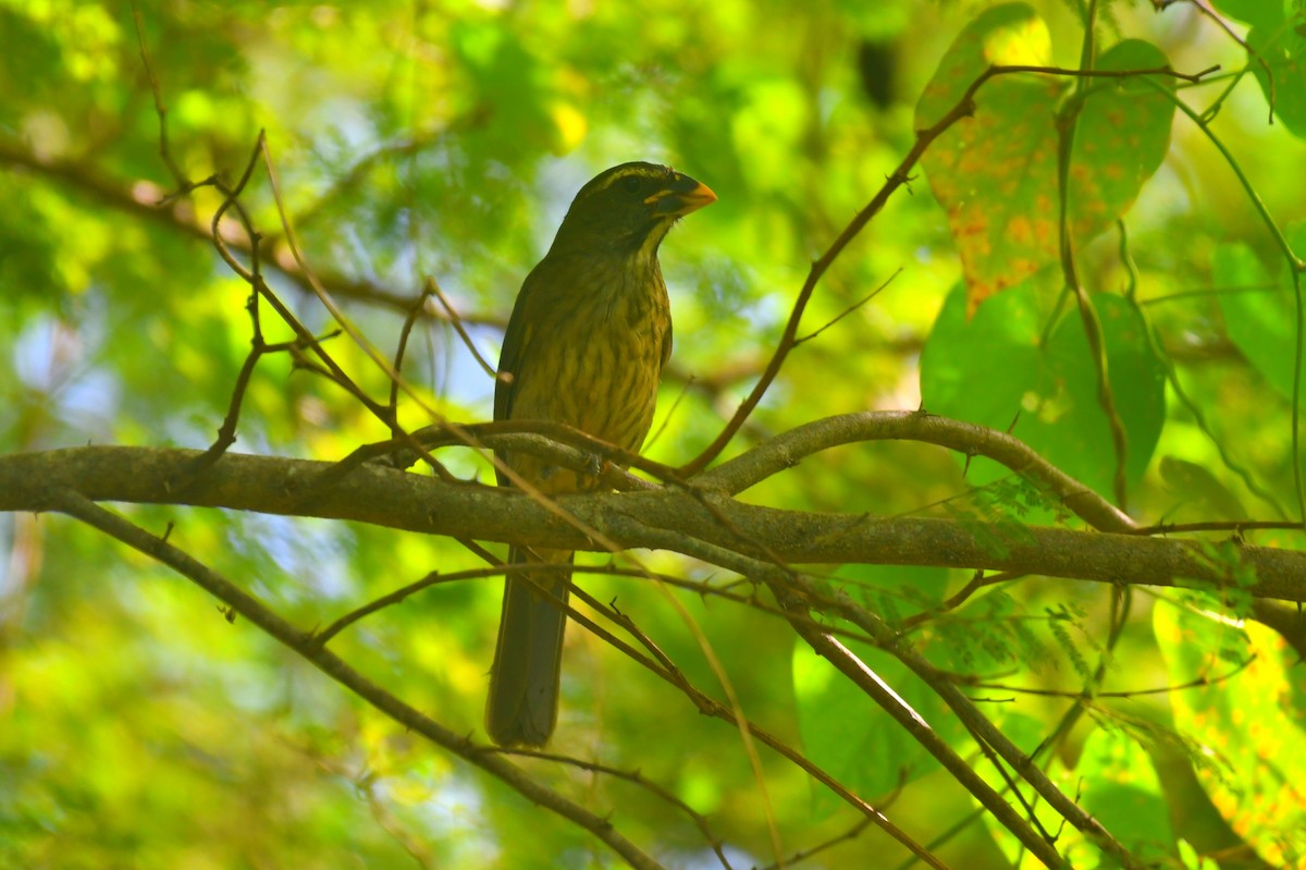 Lesser Antillean Saltator - ML646914467