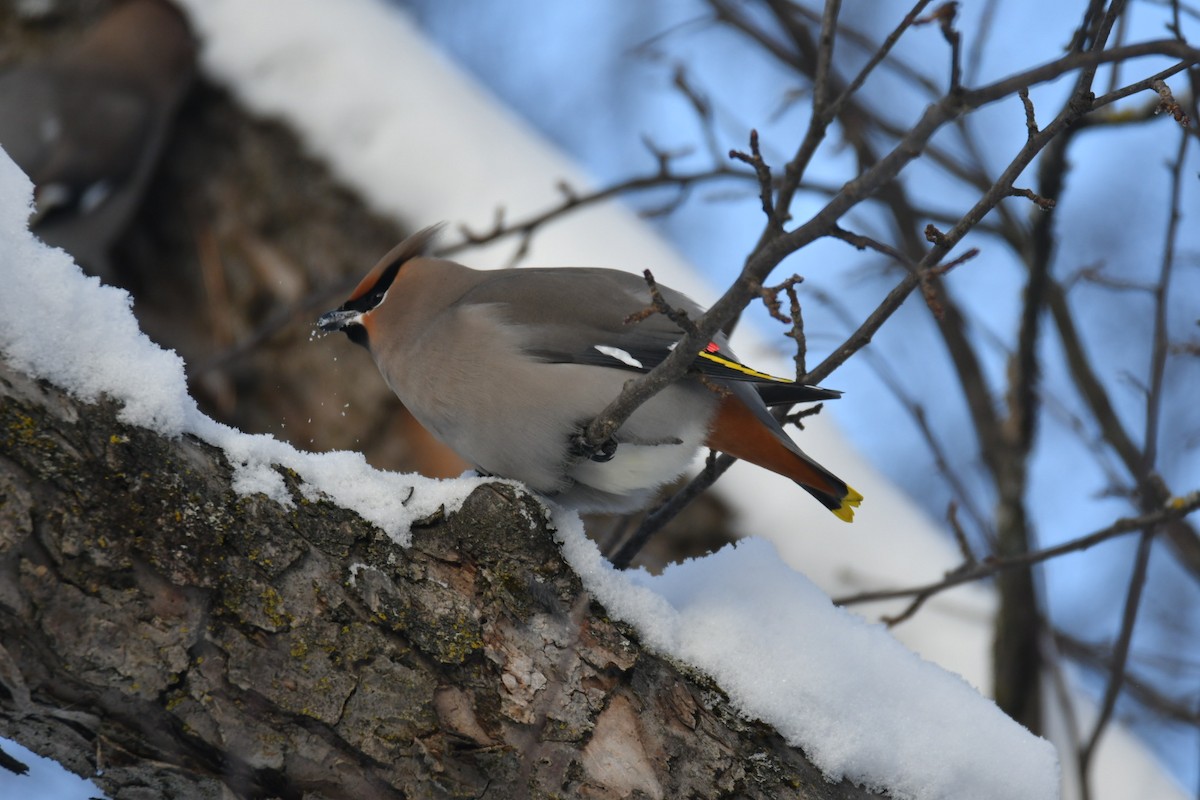 Bohemian Waxwing - ML646914469