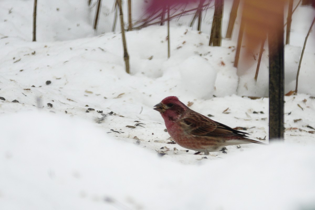 Purple Finch - ML646914470