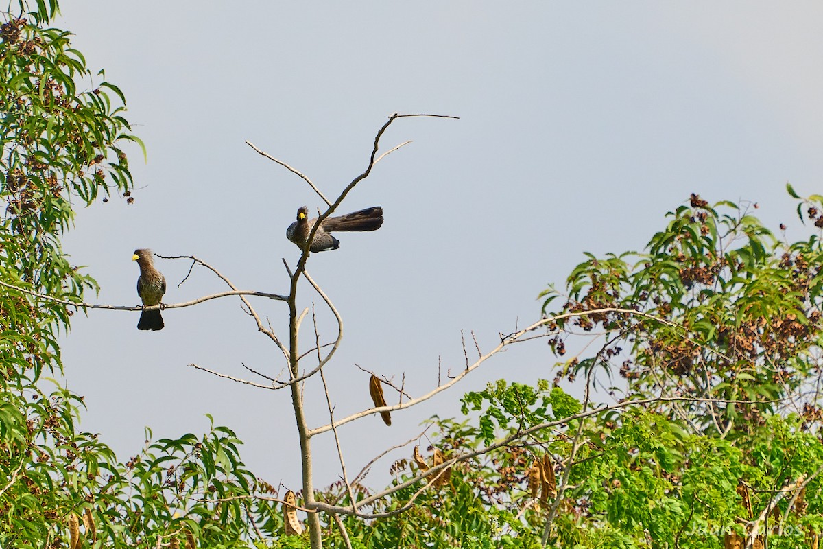 Western Plantain-eater - ML646914471