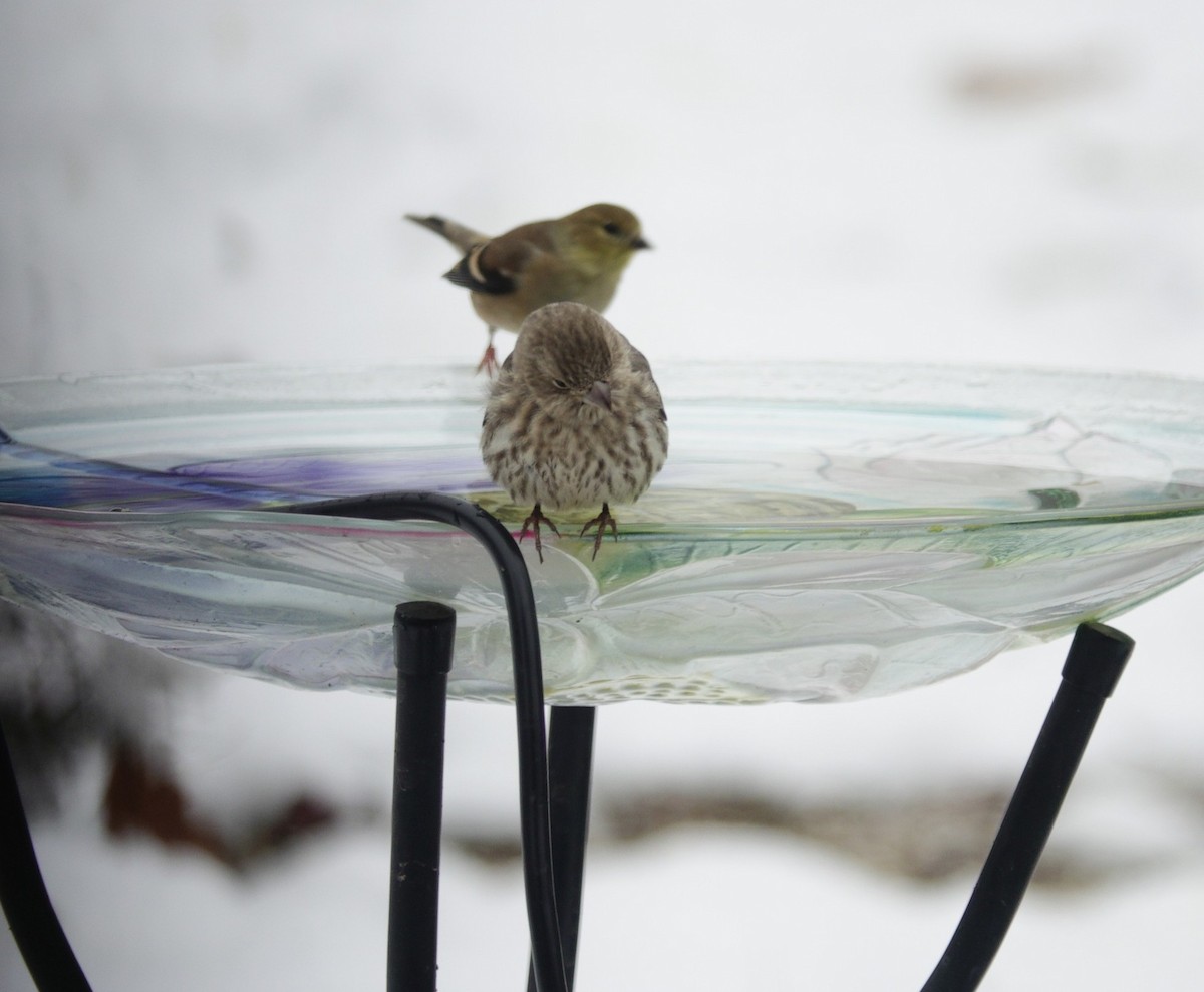 House Finch - ML646914473