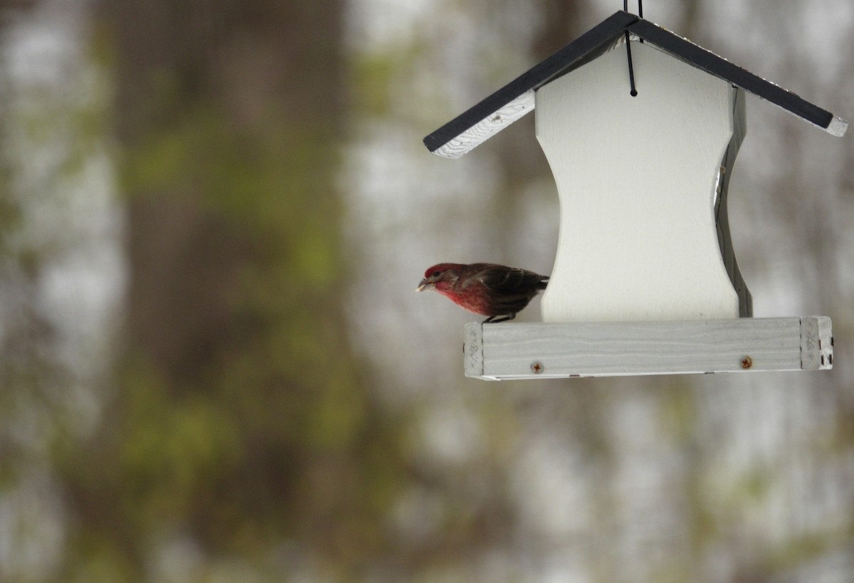 House Finch - ML646914474