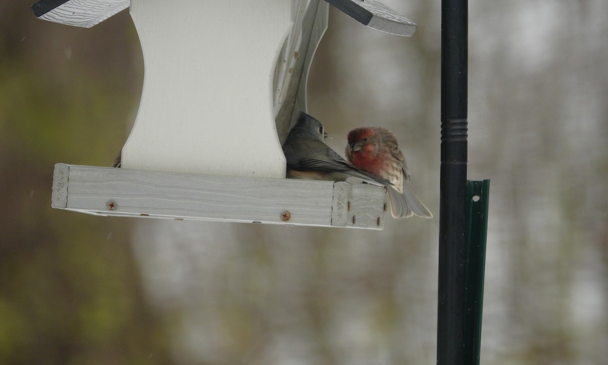House Finch - ML646914475