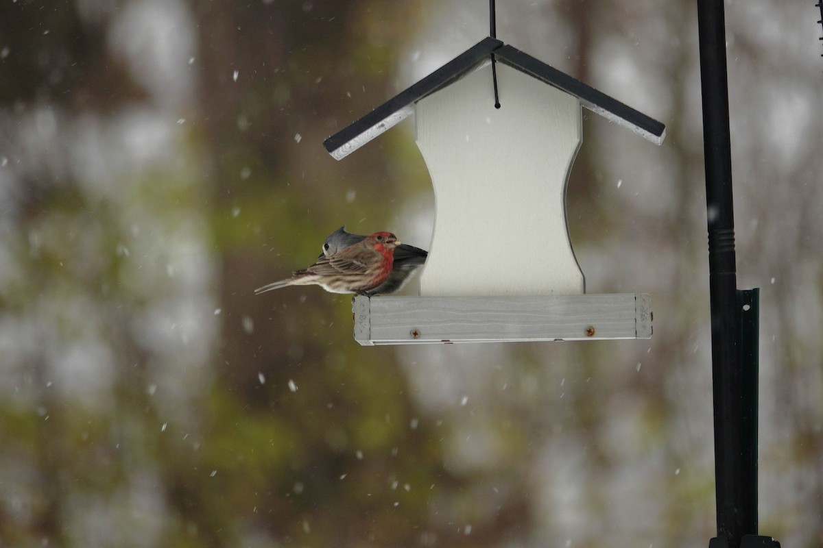 House Finch - ML646914476