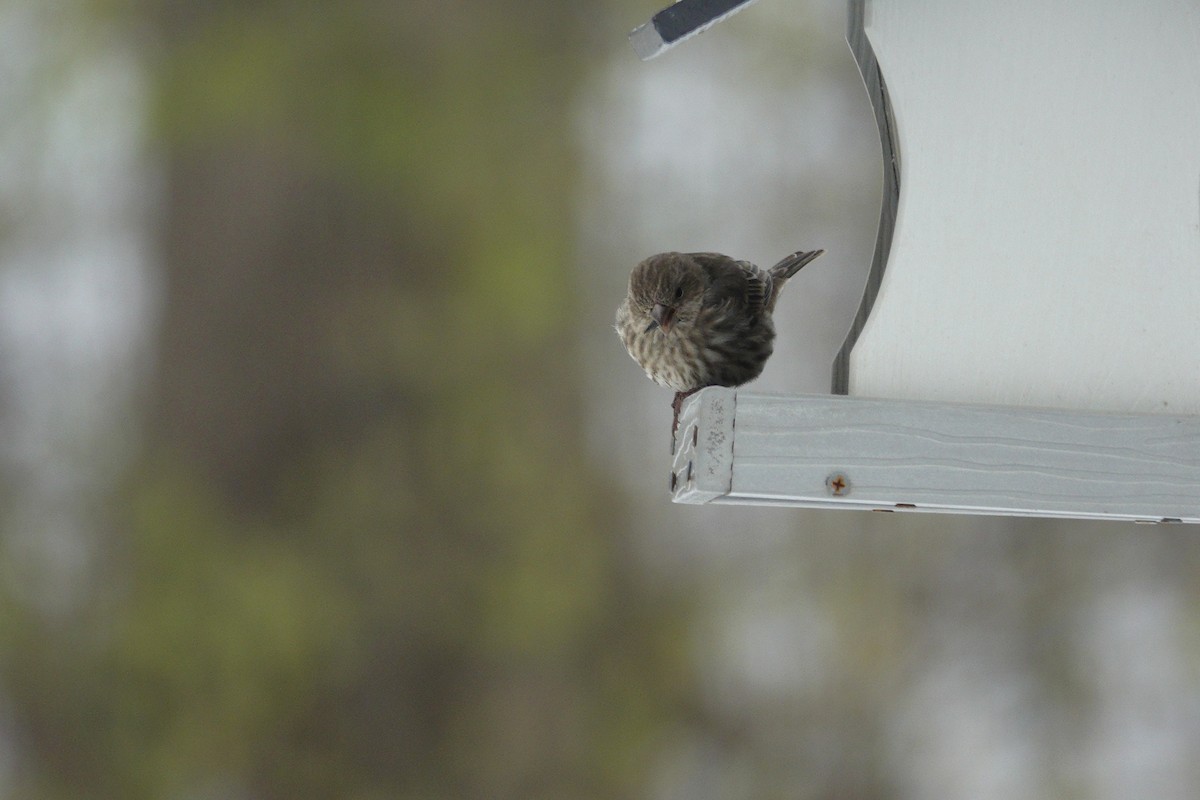 House Finch - ML646914477