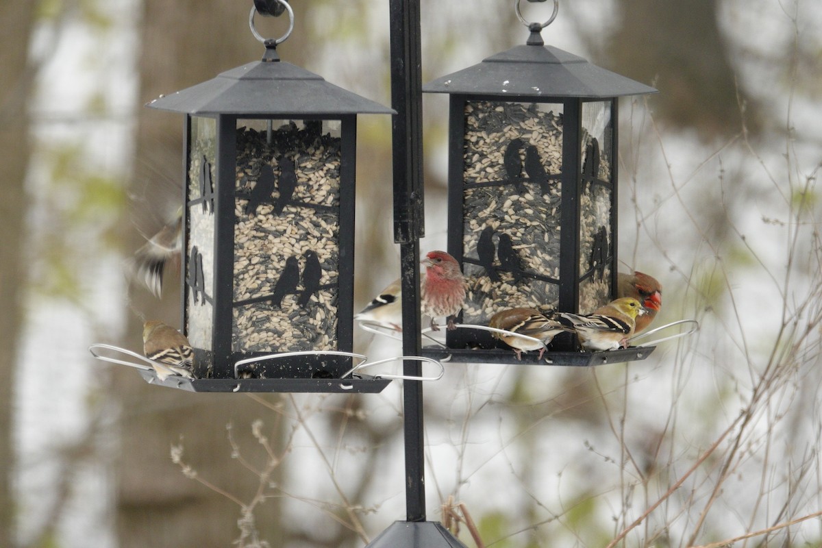 House Finch - ML646914478