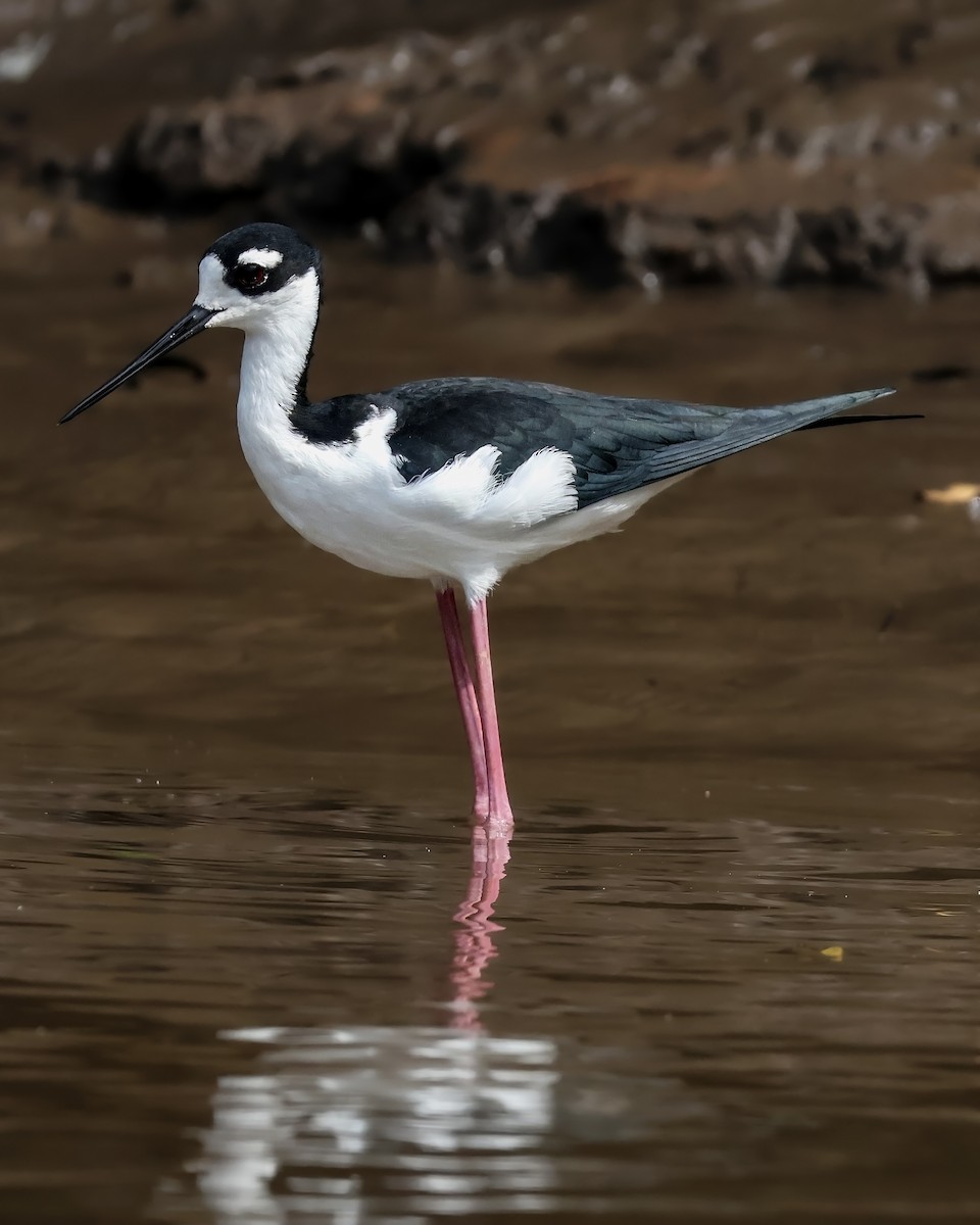 Black-necked Stilt - ML646914479