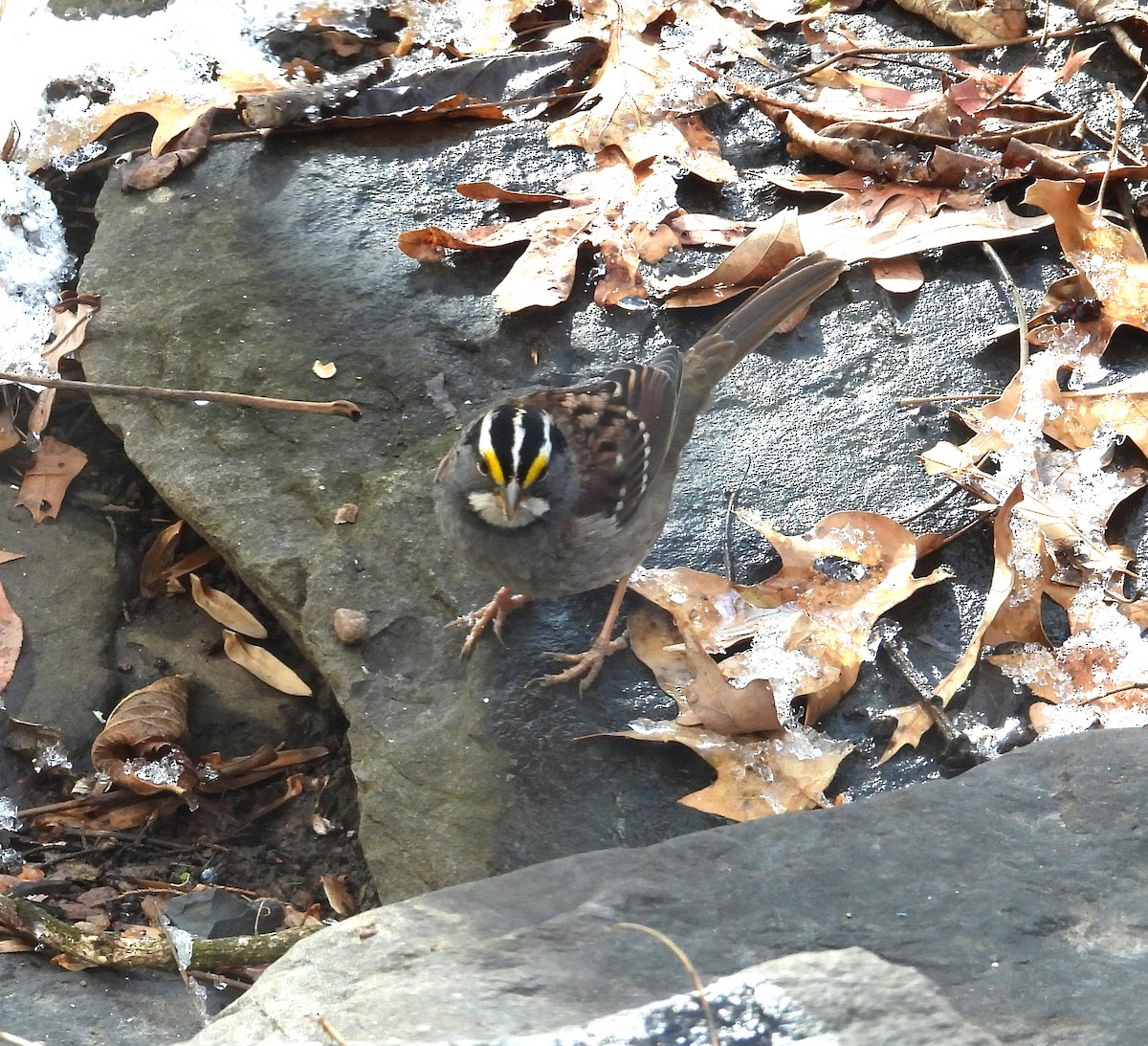 White-throated Sparrow - ML646914480