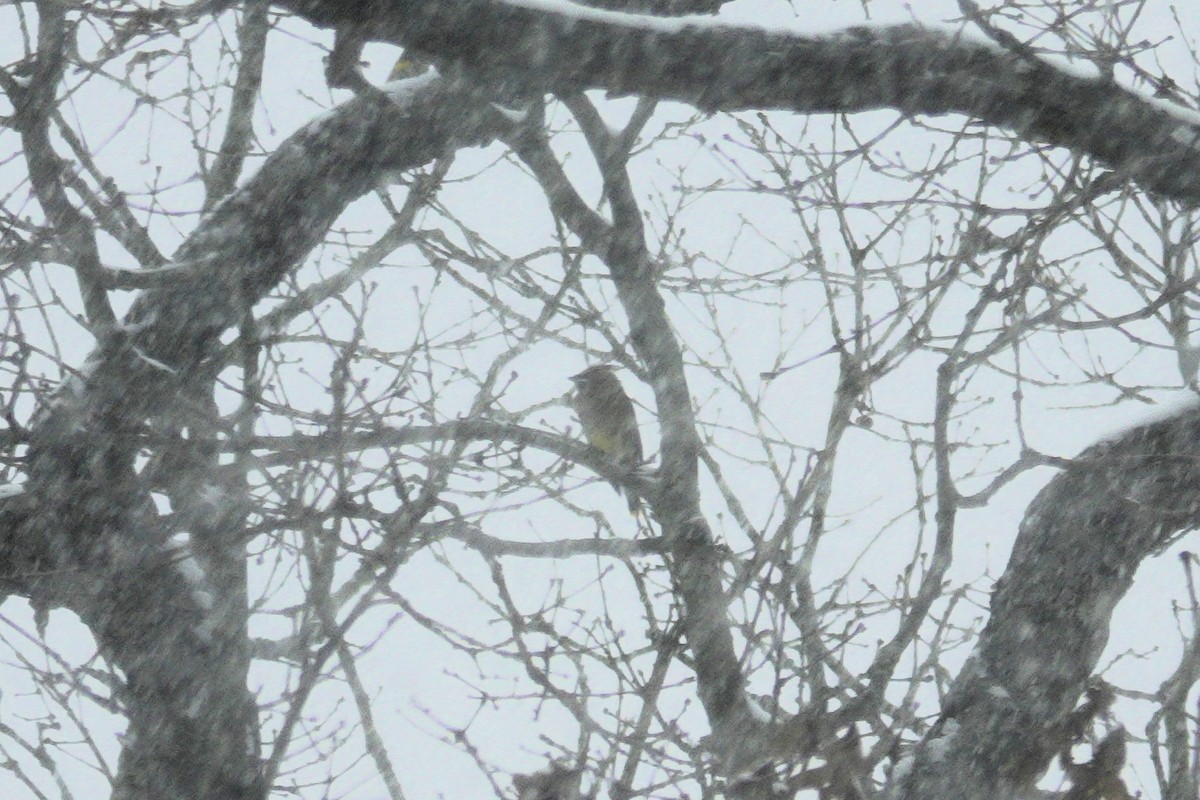 Cedar Waxwing - ML646914485