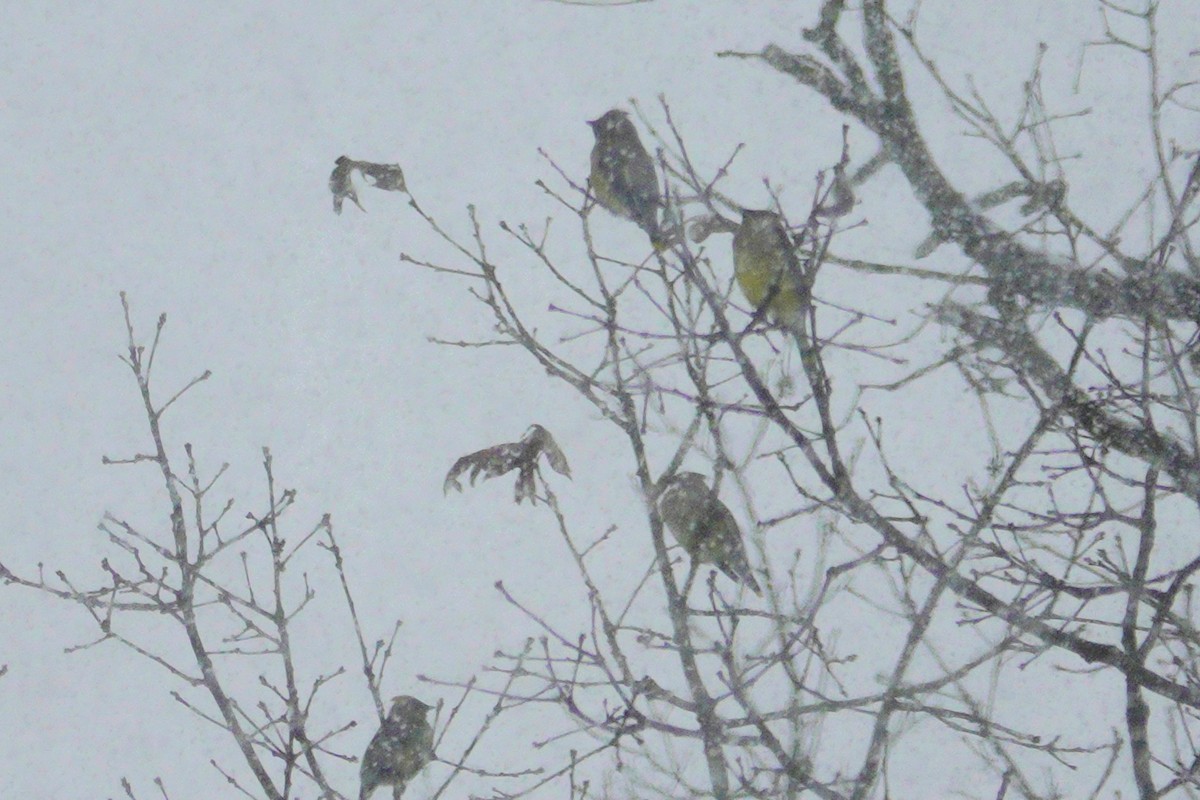 Cedar Waxwing - ML646914486