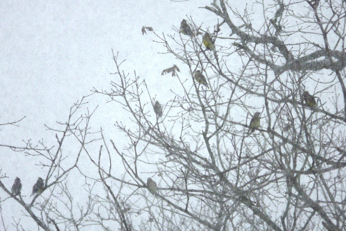 Cedar Waxwing - ML646914487