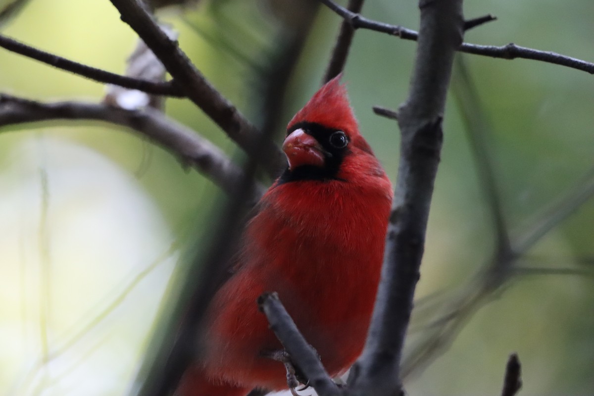 Northern Cardinal - ML646914488