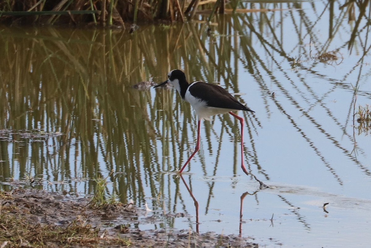 Black-necked Stilt - ML646914489