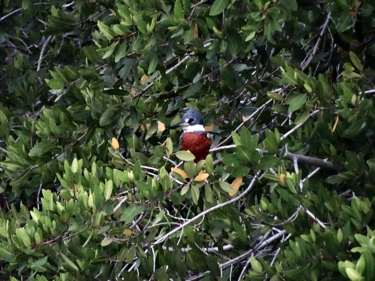 Ringed Kingfisher - ML646914490