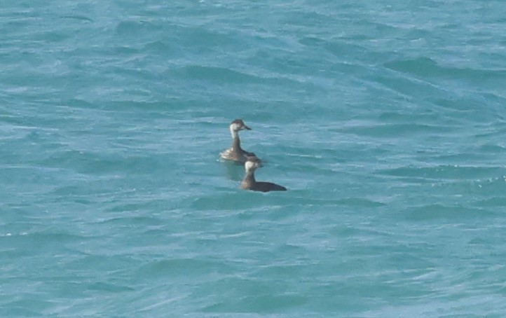 Common Scoter - ML646914491