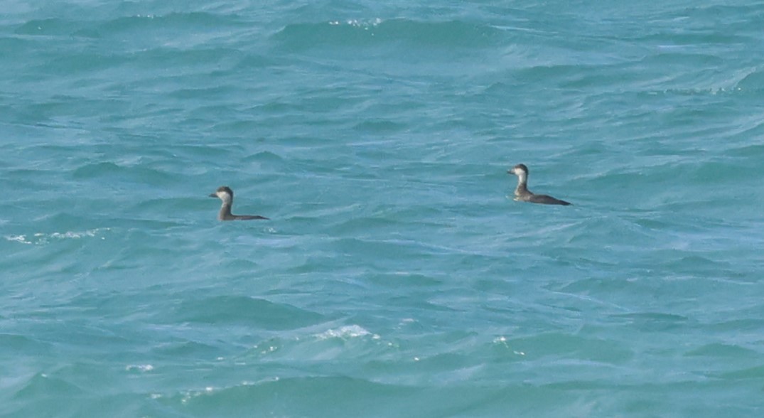 Common Scoter - ML646914492