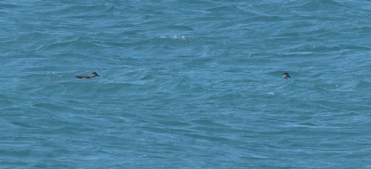 Common Scoter - ML646914493