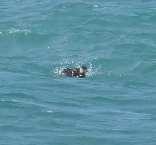 Common Scoter - ML646914494