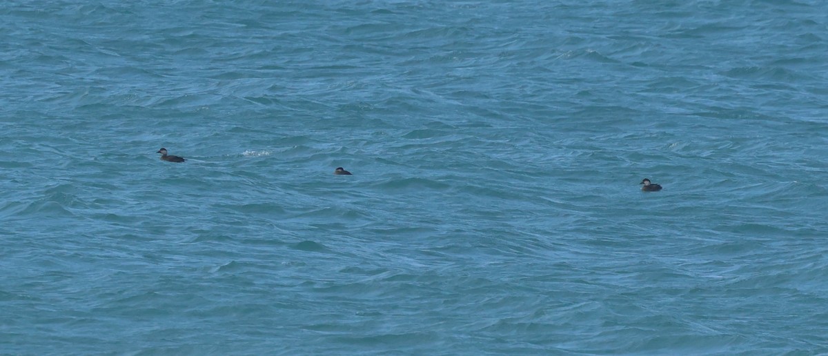 Common Scoter - ML646914495