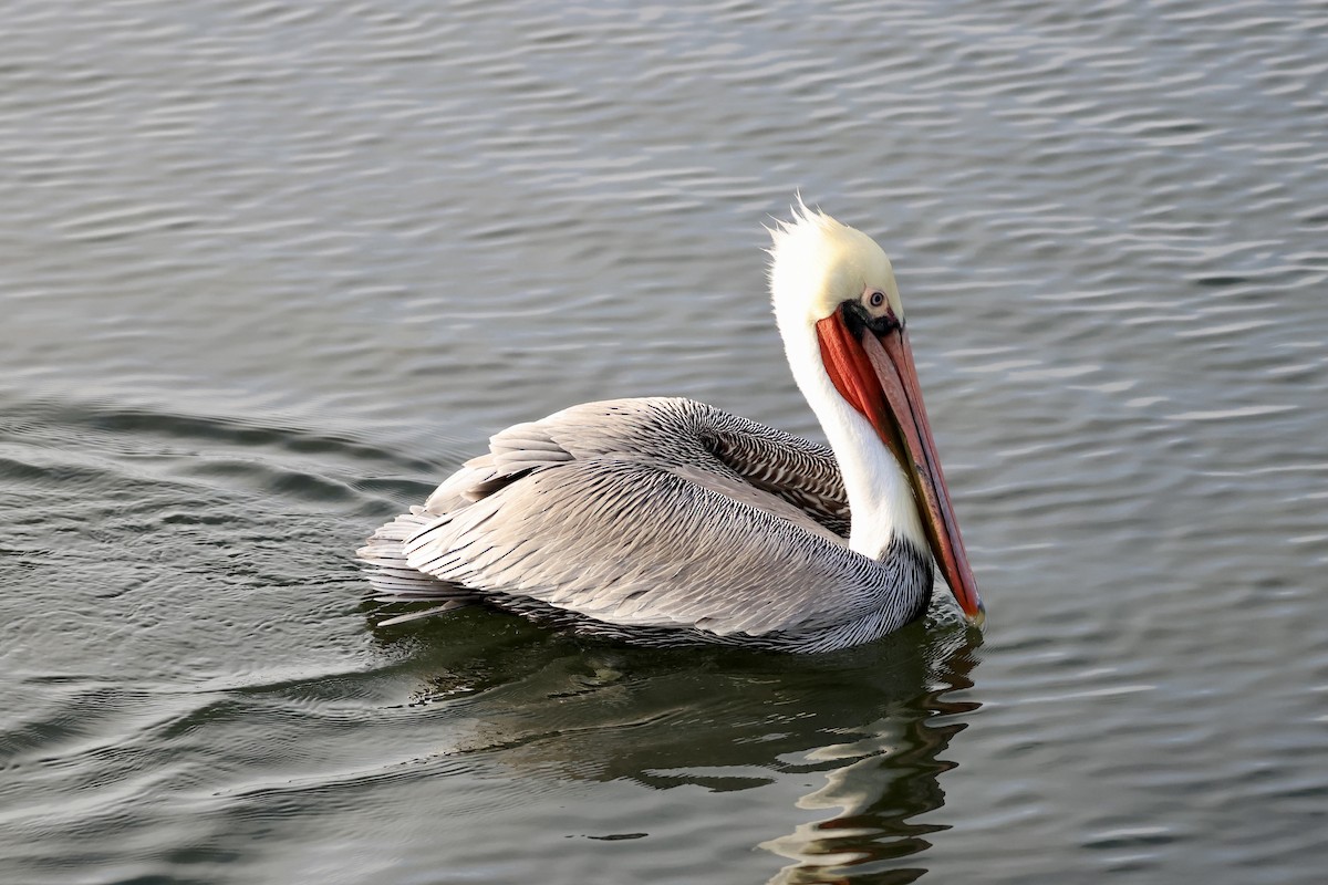 Brown Pelican - ML646914496